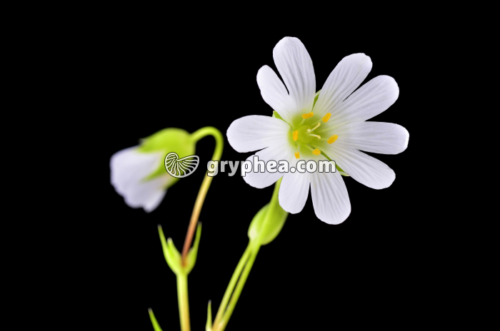 Stellaire (tellaria holostea) - fleur épanouie - gryphea.com